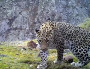 Anadolu parsının DNA’sı araştırılıyor