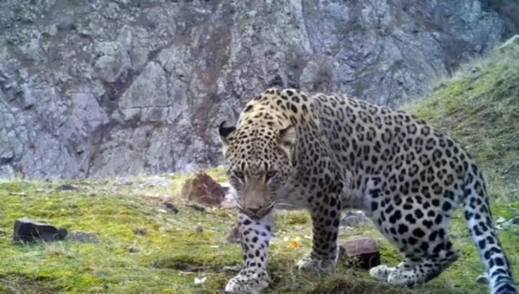 Anadolu parsının DNA’sı araştırılıyor