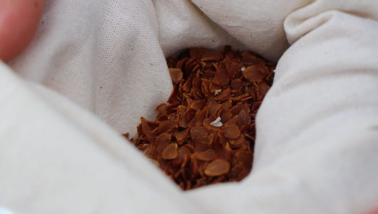 Anadolu’da varlığı sona ermişti! Avrupa’dan Amasya’ya getirildi: Türk uzmanlar 30 yıldır peşinde