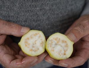 Anavtanı Meksika olan avokadoyu Samsun’da üretiyor