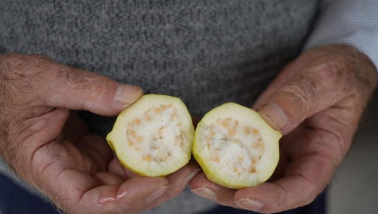 Anavtanı Meksika olan avokadoyu Samsun’da üretiyor