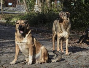 Ankara’da 13 yaşındaki Alperen, sokak köpeklerinin saldırısında yaralandı