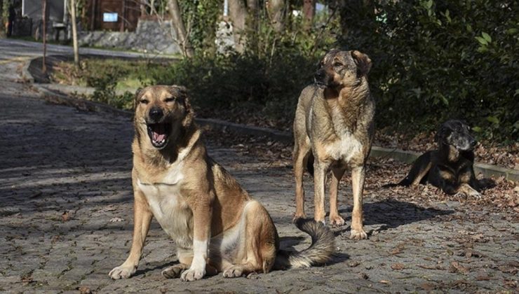 Ankara’da 13 yaşındaki Alperen, sokak köpeklerinin saldırısında yaralandı