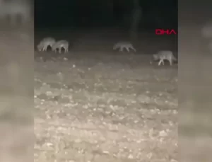 Ankara’da Traktörle Tarlada Kurt Sürüsü Kapladı