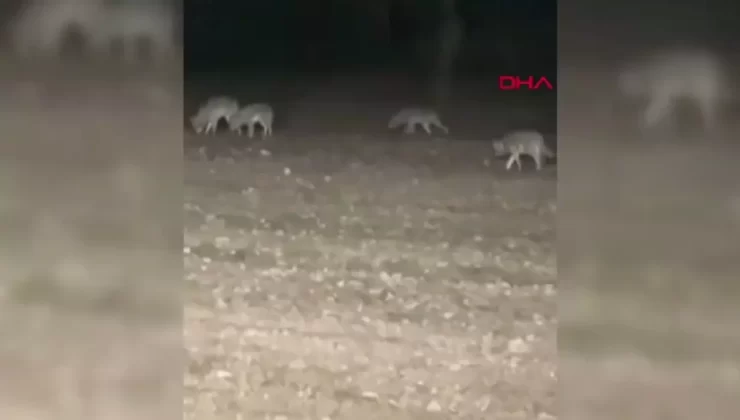 Ankara’da Traktörle Tarlada Kurt Sürüsü Kapladı
