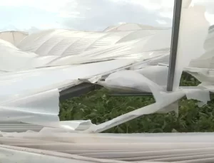 Antalya Büyükşehir Belediyesi, Hortumdan Zarar Gören Çiftçilere Destek Oluyor