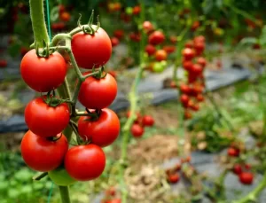 Antalya’da Ekim Ayı Sebze-Meyve Endeksleri Açıklandı
