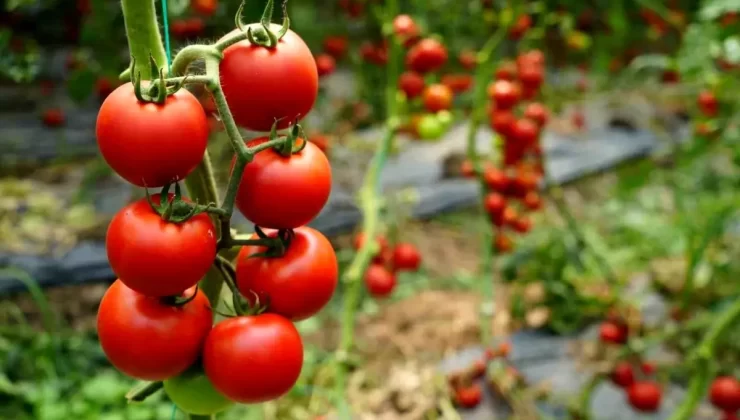 Antalya’da Ekim Ayı Sebze-Meyve Endeksleri Açıklandı