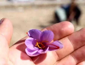 Antalya’da Kadın Kooperatifleri ile Safran Hasadı Gerçekleştirildi