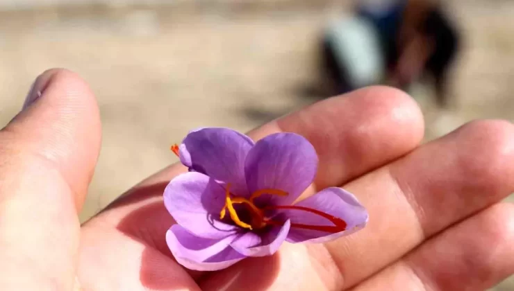 Antalya’da Kadın Kooperatifleri ile Safran Hasadı Gerçekleştirildi