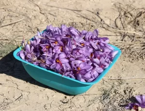 Antalya’da Kadın Kooperatifleri ile Safran Üretimi Başarıya Ulaştı