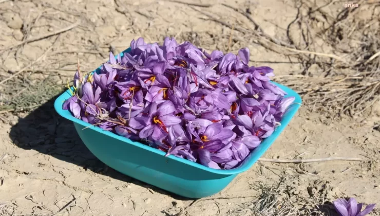Antalya’da Kadın Kooperatifleri ile Safran Üretimi Başarıya Ulaştı