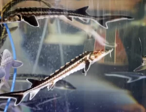 Antalya’da Mersin Balığı Yavruları Karadeniz’e Bırakıldı