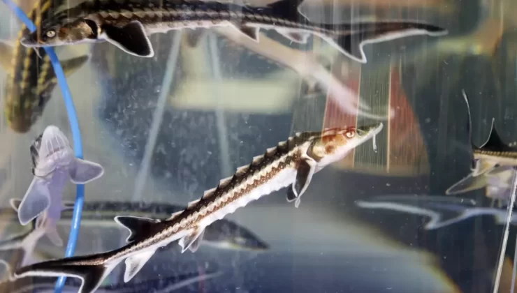 Antalya’da Mersin Balığı Yavruları Karadeniz’e Bırakıldı