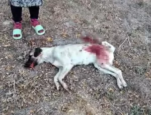 Antalya’da Sokak Köpeğini Tüfekle Öldüren Şahıs Gözaltına Alındı