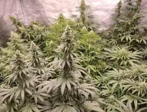 Antalya’da Uyuşturucu Operasyonları: 22 Tutuklama