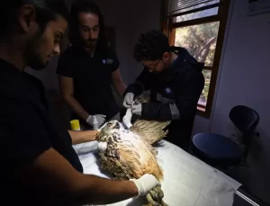 Antalya’da Yaralı Puhu Tedavi Ediliyor