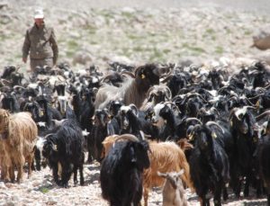 Antalyalı yörükler yayladan dönüşe geçti