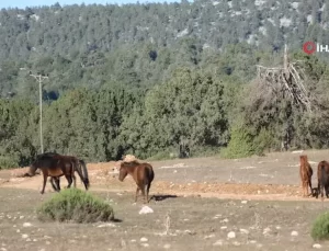 Antik Kentte Yılkı Atları Görsel Şölen Sunuyor