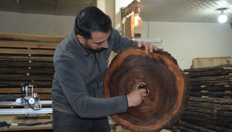 Asırlık ceviz ağaçlarını yakmak yerine değerlendiriyorlar