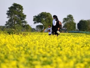 Assam’da Hardal Hasadı Zamanı