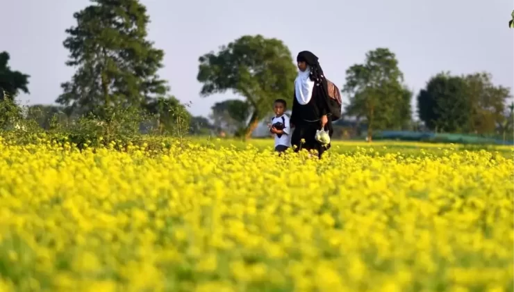 Assam’da Hardal Hasadı Zamanı