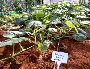 Ata Tohumları Tanıtıldı