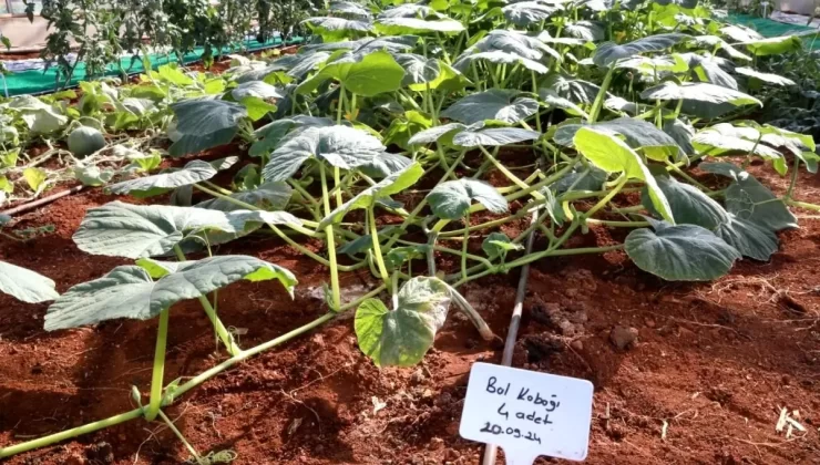 Ata Tohumları Tanıtıldı