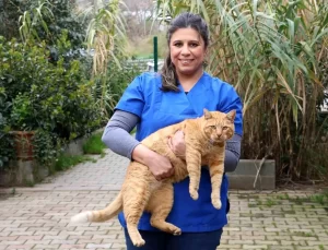 Ataşehir Belediyesi, Sokak Hayvanları İçin Önemli Hizmetler Sunuyor