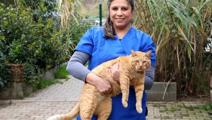 Ataşehir Belediyesi, Sokak Hayvanları İçin Önemli Hizmetler Sunuyor