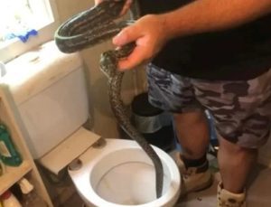 Avustralya’da klozetten piton çıktı