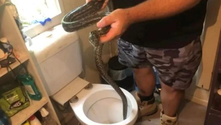 Avustralya’da klozetten piton çıktı