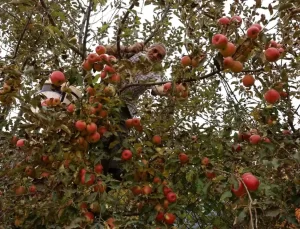 Aydın Dağları’nda Elma Hasadı Başarıyla Tamamlandı