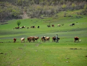 Aydın’da Mera Islah Projesi Başladı