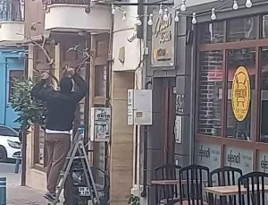 Aydın’da Şaşırtan Olay: Gündüz Vakti Ağaç Kesildi