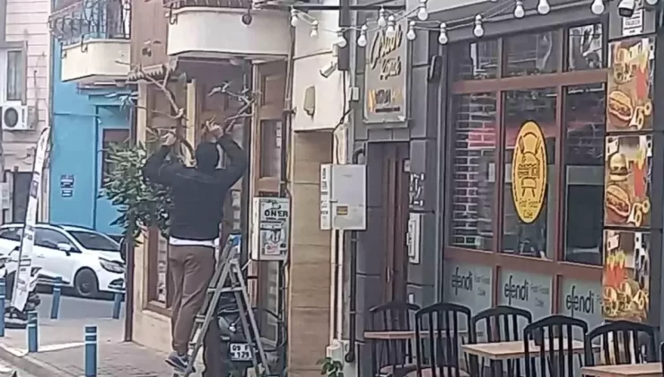 Aydın’da Şaşırtan Olay: Gündüz Vakti Ağaç Kesildi