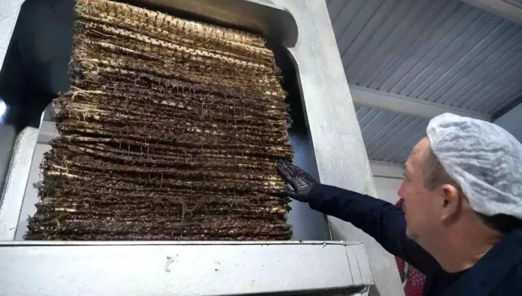 Ayvalık’ta Taş Baskı Zeytinyağı Üretimi