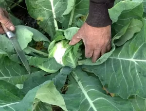 Bafra Ovası’nda Karnabahar ve Brokoli Fiyatları Arttı