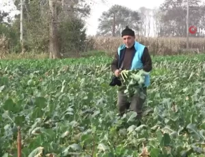 Bafra Ovası’nda Karnabahar ve Brokoli Fiyatları Yükseldi
