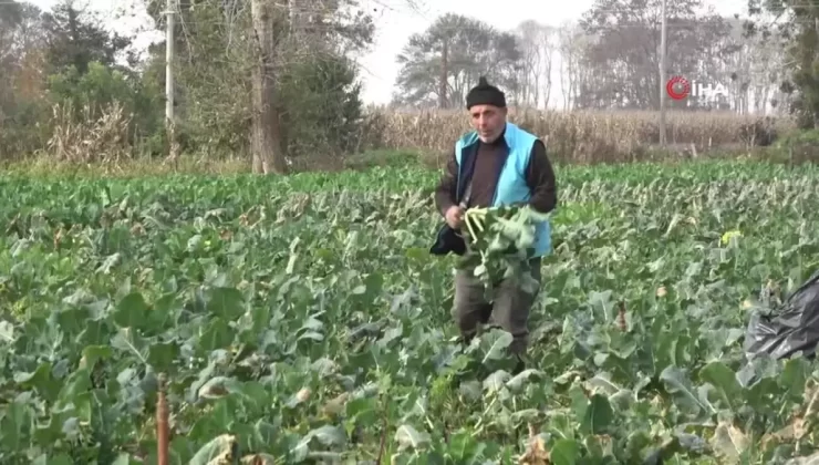 Bafra Ovası’nda Karnabahar ve Brokoli Fiyatları Yükseldi