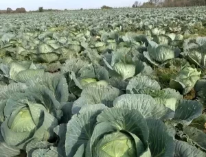 Bafra’da Lahana Hasadı Başladı