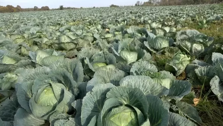 Bafra’da Lahana Hasadı Başladı