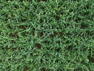 Bafra’da Pırasanın Hasadı Başladı