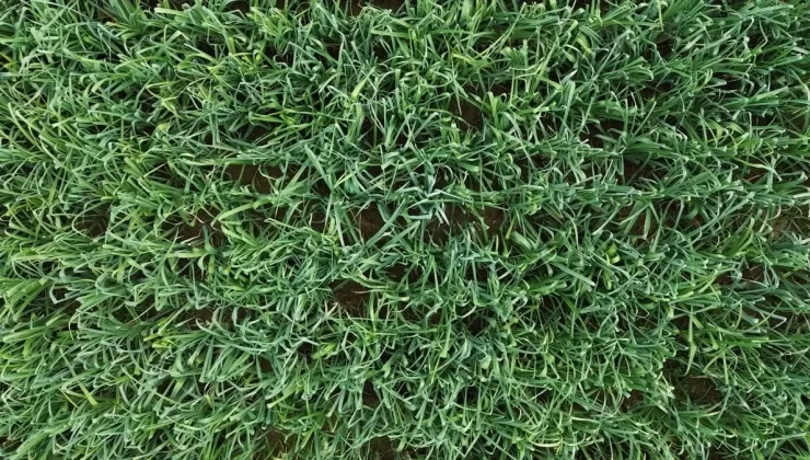 Bafra’da Pırasanın Hasadı Başladı