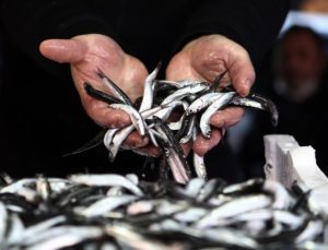 Balık tezgahlarında palamut yerini hamsi ve istavrite bırakıyor