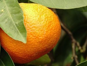 Balıkesir’de hasat başladı: Havran mandalinasında 20 bin ton rekolde bekleniyor