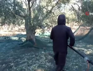 Balıkesir’de Kuraklık Zeytin Hasadını Etkiliyor