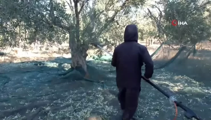 Balıkesir’de Kuraklık Zeytin Hasadını Etkiliyor
