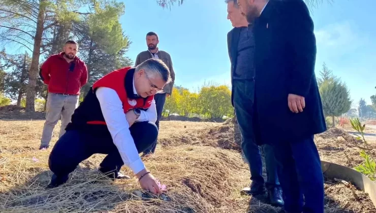 Balıkesir’de Tıbbi Bitki Üretimi İncelemesi