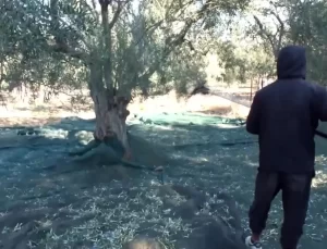 Balıkesir’de Zeytin Üreticileri Kuraklıktan Yakınıyor